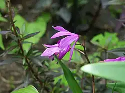 Bletilla striata.