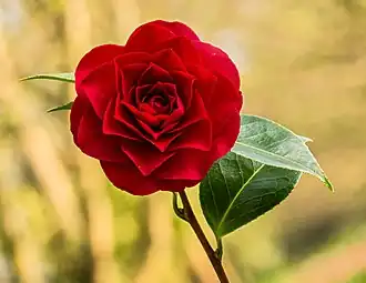 Flor de Camellia × williamsii 'Roger Hall'. Abril de 2021.