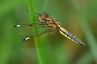 Palpopleura sexmaculata