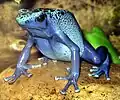 Dendrobates azureus
