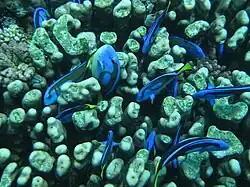 Grupo de cirujanos azules entre colonia de coral duro en Tanzania