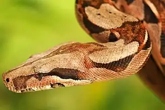 Boa constrictor[110]​