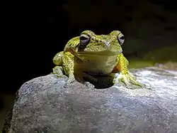 Rana Arborícola Andina en el Área natural de manejo integrado El Palmar.