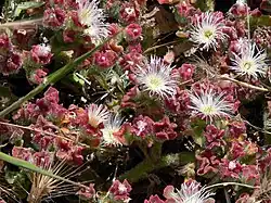 Mesembryanthemum crystallinum