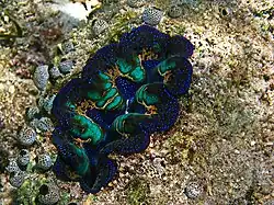 T. crocea en Bunaken, Indonesia