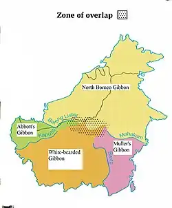 Distribución del gibón ágil de Borneo em amarillo