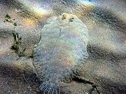 Lenguado leopardo (Bothus pantherinus)