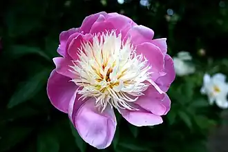 Paeonia lactiflora 'Bowl Of Beauty',anemone flowered