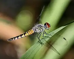 Hembra de Brachydiplax denticauda