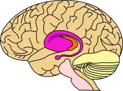 Diagram of a sideview of the brain and part of spinal cord, the front of the brain is to the left, in the centre are orange and purple masses about a quarter of the size of the whole brain, the purple mass largely overlaps the orange and has an arm that starts at its leftmost region and forms a spiral a little way out tapering off and ending in a nodule directly below the main mass