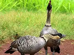 Un par de nenés llamando en Kilauea
