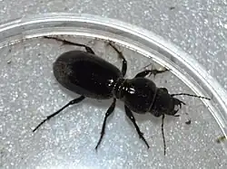 Broscus uhagoni kakalardoa (Bolívar y Pieltain, 1911).