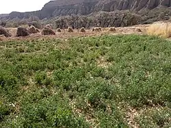 Brote de alfalfa - Yavi Chico