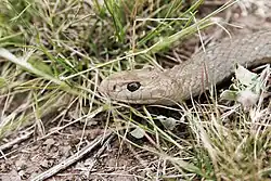 La cabeza de una Serpiente marrón oriental en Victoria