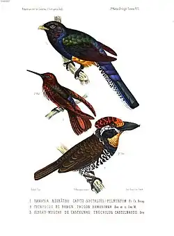 Bucco tamatia pulmentum, Aglaeactis castelnaudii y Trogon ramonianus