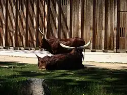 Buffalo del parque de la Tête d'Or