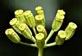 Bupleurum fruticosum
