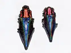 Cyphogastra javanica