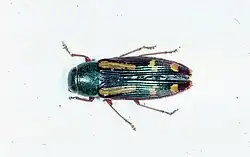 Buprestis rufipes