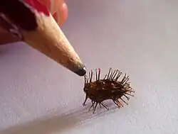 Ganchos en las espinas del fruto del Xanthium spinosum