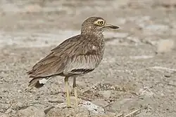 Burhinus senegalensis