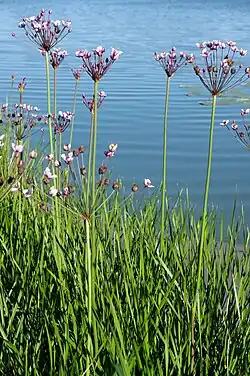 Butomus umbellatus