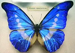 Las mariposas Morpho como la Morpho helena tienen colores brillantes producidos por intrincadas microestructuras con forma de abeto, las cuales son muy pequeñas para microscopios ópticos.