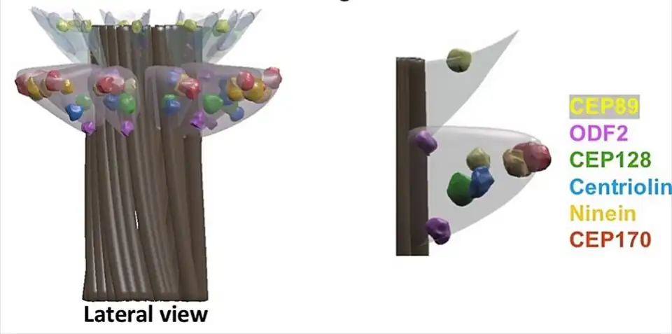 Cuerpo basal humano vista lateral. Apéndices distales DAP (fibras de transición) arriba. Apéndices subdistales SAP (pies basales).