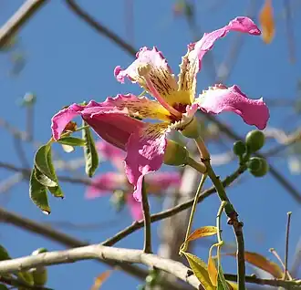 Sinandro (estambres monadelfos y sinantéreos) en el palo borracho, Chorisia speciosa, otra malvácea.