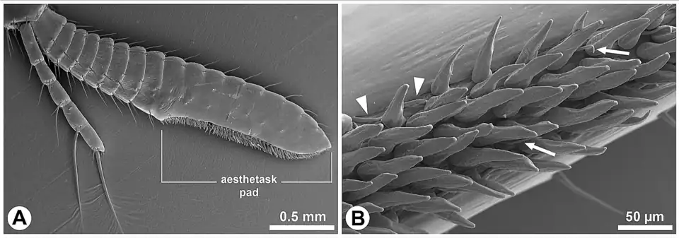 Flagelo lateral con estetascos en anténula de C. clypeatus. Microscopio electrónico de barrido.