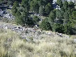 Rebaño en Grazalema