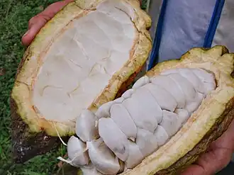 Árbol de Cacao producto principal de San Vicente de Chucurí.