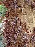 Detalle de las espinas del tronco