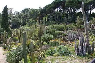 Cactus del jardín