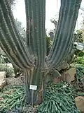 Ejemplar de Pachycereus pringlei, en el Bergianska trädgården