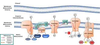 Dibujo que representa a la Cadena respiratoria y la ATP Sintasa, en entre las membranas mitocondriales.