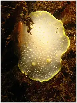 Cadlina luteomarginata