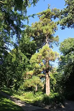 Espécimen de Cryptomeria japonica