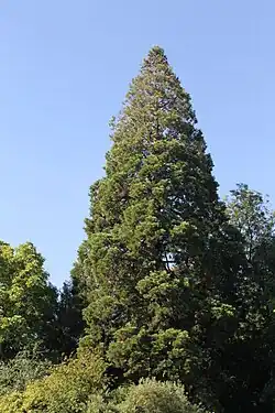 Ejemplar de Sequoiadendron giganteum