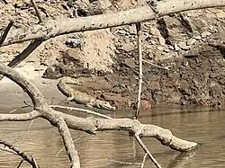 Caimán de anteojos de Madre de Dios