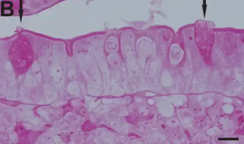 Caliciformes teñidas en rojo (flechas), con PAS para glucoproteínas. Microscopio óptico