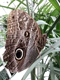 Un individual de cerca