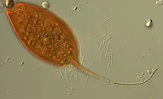 Calkinsia aureus (Postgaardea)