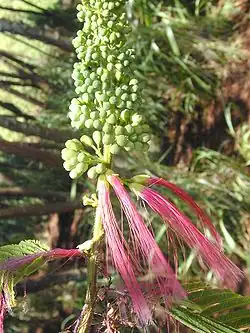 Brotes y flores abiertas de Calliandra calothyrsus