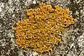Caloplaca saxicola