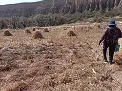 Camino a Deshojando el maíz O.C. - Yavi Chico