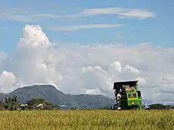 Campos con cultivos de arroz en Campoalegre.