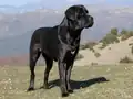 Cane Corso negro