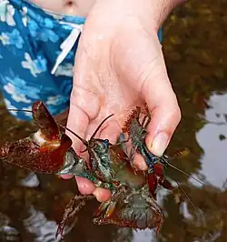 Dos Cangrejos Rojos Americanos en el río Pirón a la altura de Covatillas
