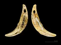 Lobo canina para el adorno Magdaleniense Gourdan-Polignan MHNT